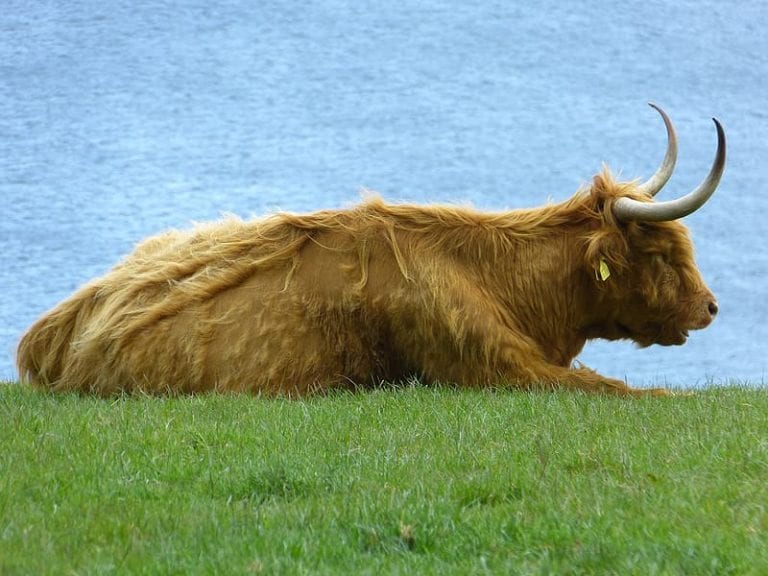 highland cow, loch lomond, the trossachs scotland, trossachs national park